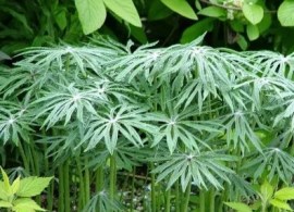 45-95-shredded-umbrella-plant-bg — kopiya (2)
